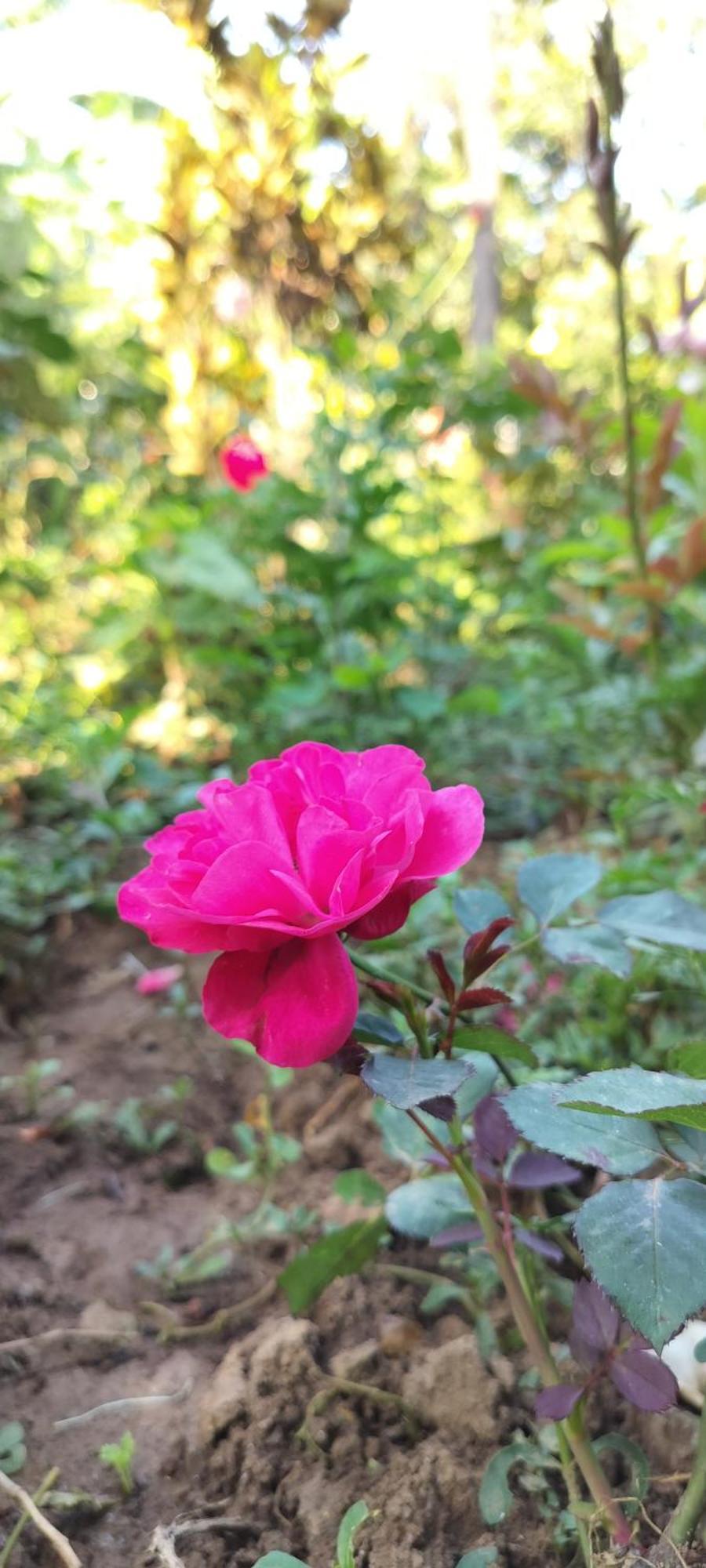 Royal Palm Homestay Madikeri Eksteriør billede